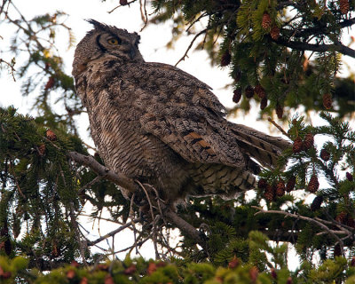 Great Horned Owl Mom by Mammoth Visitors Center.jpg