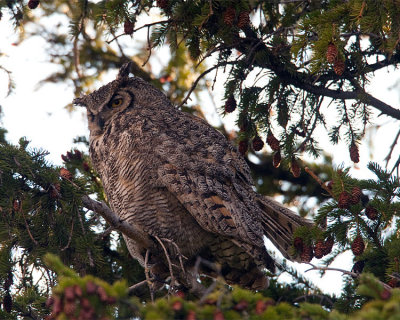 Great Horned Owl Mom at Mammoth.jpg