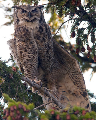 Great Horned Owl Mom Stretching Her Wings.jpg