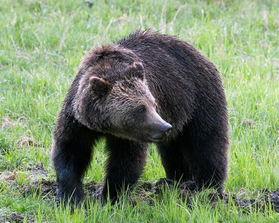 Grizzly at Obsidian Creek.jpg