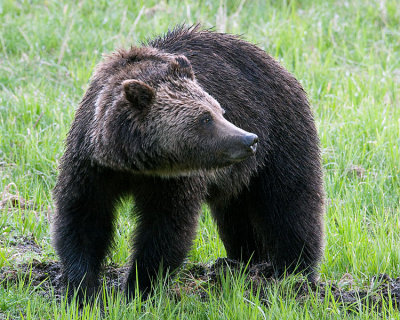 Grizzly at Obsidian Digging for Ground Squirrels.jpg