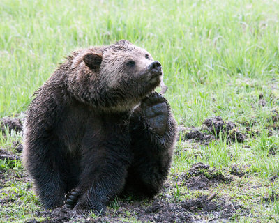 Grizzly Scratching.jpg