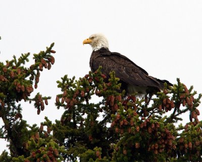 Bald Eagle Near Mary Bay.jpg