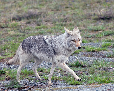 Coyote at Sedge Bay.jpg