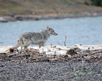 Coyote by the Bay.jpg