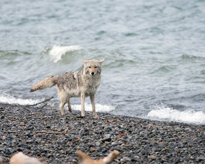 Coyote at the Waters Edge.jpg