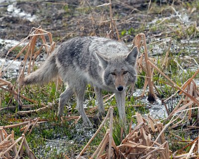 Coyote in the Mud.jpg