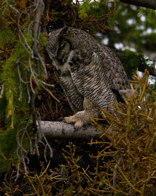 Great Horned Owl Mom Showing Her Talons.jpg