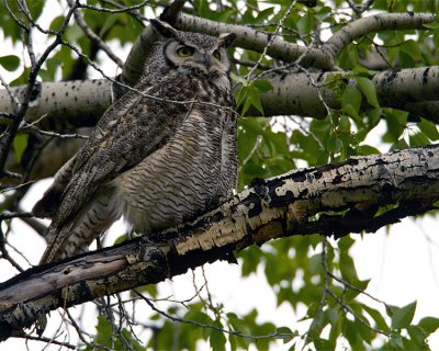 Great Horned Owl Male at Mammoth.jpg