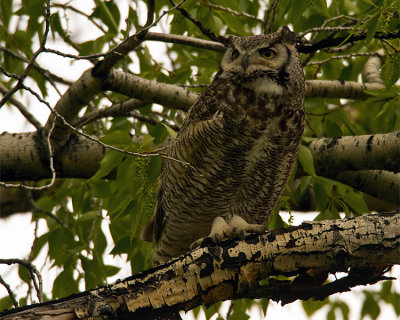 Great Horned Owl Male at Mammoth Visitors Center.jpg