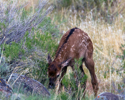 Newborn Elk Calf Near the Gardiner Entrance.jpg