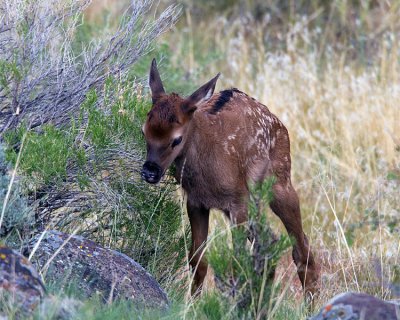 Newborn Elk Calf.jpg