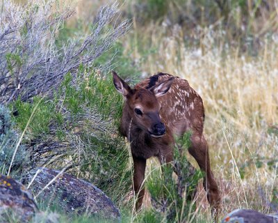 Elk Calf in the Sage.jpg