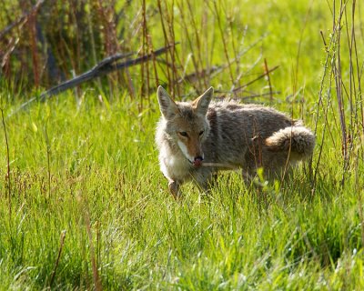 Coyote in the Tall Grass.jpg