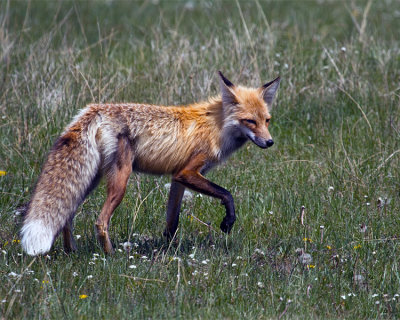 Red Fox Near Specimen Trailhead.jpg