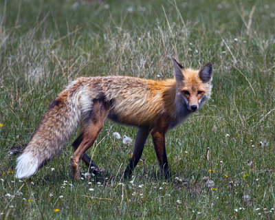 Red Fox in the Wildflowers.jpg