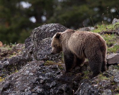 Icebox Canyon Grizzly on the Ridge.jpg