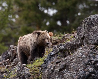 Icebox Canyon Grizzly.jpg