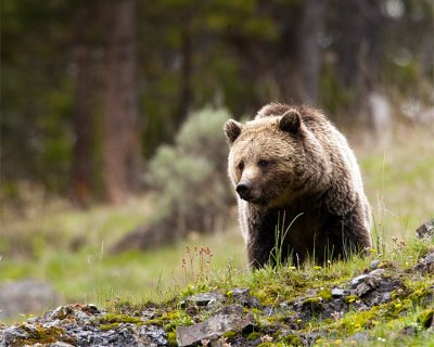 Icebox Canyon Grizzly Bear Coming Over the Hill.jpg