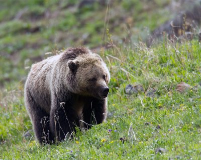 Grizzly on the Hillside at Icebox Canyon.jpg