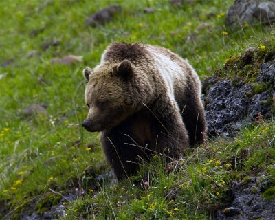 Icebox Canyon Grizzly on the Hill.jpg