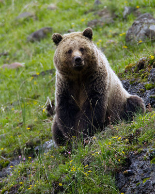Icebox Canyon Grizzly Sitting Down.jpg