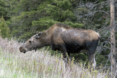 Female Moose Munching on Willows Near Icebox Canyon.jpg
