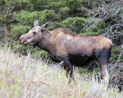 Female Moose Near Icebox Canyon.jpg