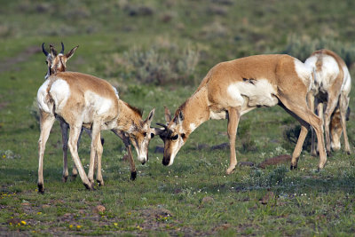 Pronghorns Sparring.jpg