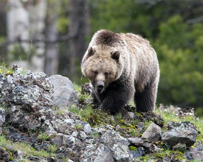 Grizzly at Icebox Canyon on the Rocks.jpg