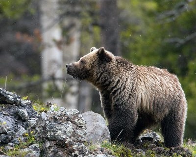 Icebox Canyon Grizzly Sniffing at Snowflakes.jpg