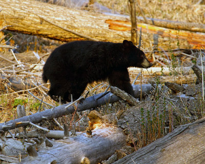 Black Bear Climbing Over a Log.jpg