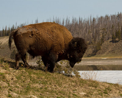 Bison by the River.jpg