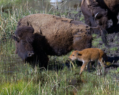 Bison with Calf in the Water.jpg