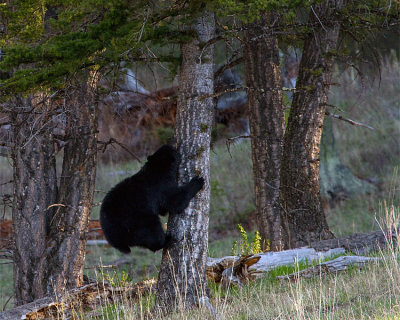Black Bear Climbing a Tree.jpg