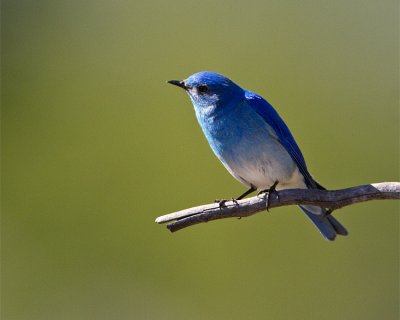 Mountain Bluebird Closeup.jpg