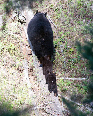 Black Bear Family on a Log.jpg