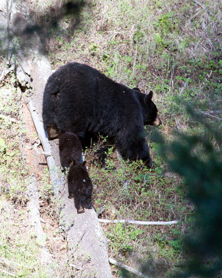 Black Bear Family Getting Off of Log.jpg