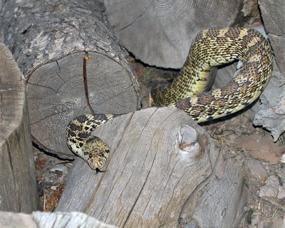 Snake in the Woodpile.jpg