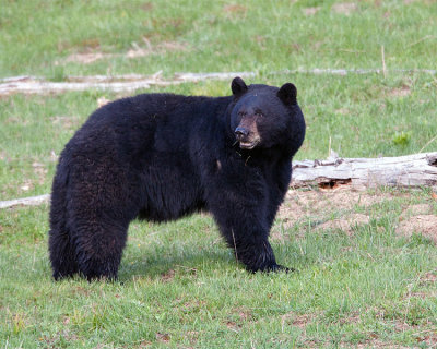 Black Bear Looking Over His Shoulder.jpg