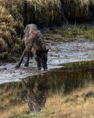 Black Canyon Wolf Drinking.jpg