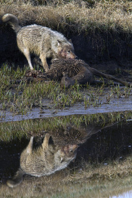 Canyon Wolf Tugging on Elk Carcass.jpg