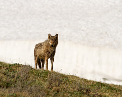 White Canyon Wolf Against the Snow.jpg