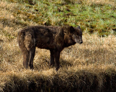 Black Wolf on the Bank of the Creek.jpg