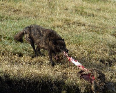 Black Wolf Pulling the Elk Carcass Away from Alum Creek.jpg