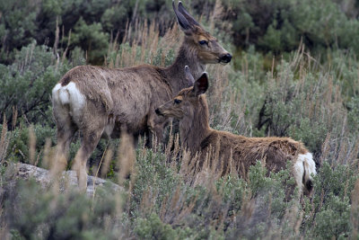 Mule Deer Doe with Yearling Fawn.jpg