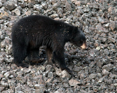 Black Bear Walking on the Scree.jpg