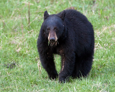 Black Bear with a Mouthful.jpg