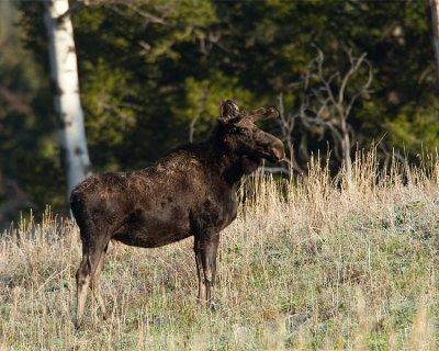 Moose on a Hillside Near Pebble Creek.jpg