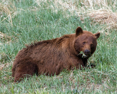 Cinnamon Bear Lying Down in the Grass.jpg